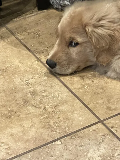 Took him to the vet this morning and have been getting side eyed all day