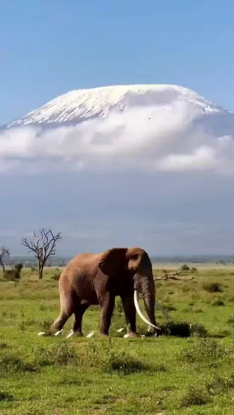 🔥 TJ is one of the few remaining super tuskers remaining in Amboseli National Park, Kenya