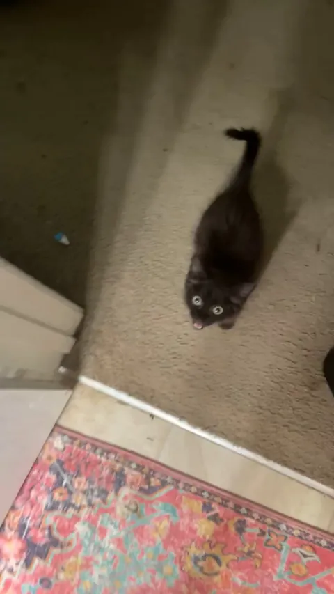 Why does he do dis when I try to shower?