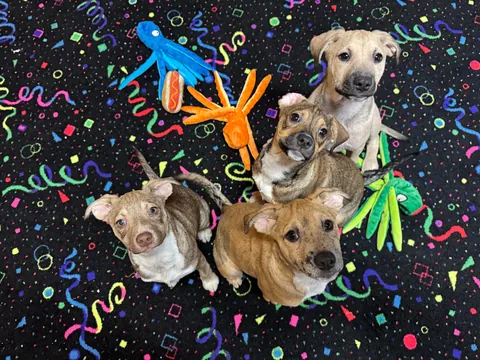 My rare foster puppers!