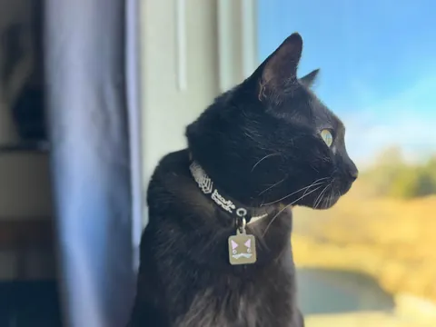 This is Guts. I recently got him from a rescue. He has a wonky eye &amp; a cropped ear.