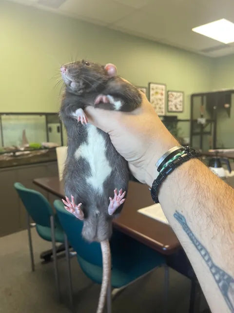 Update: Unsure if Fat or Pregnant