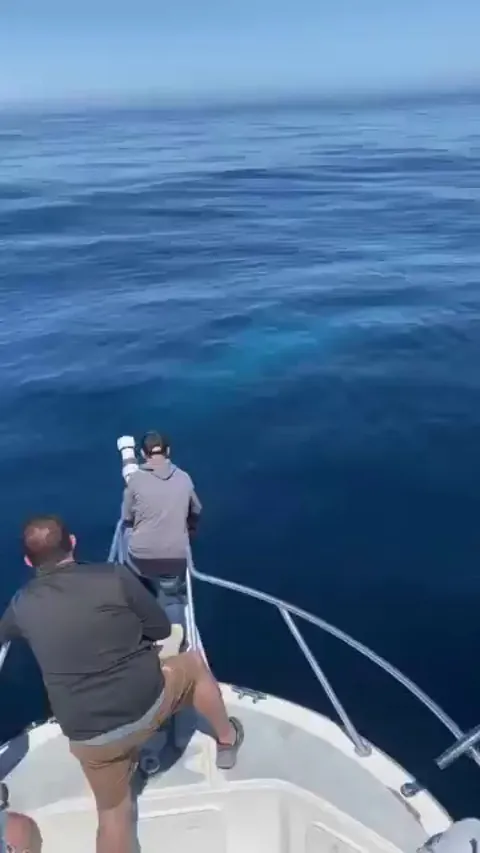 Wonderful blue whale encounter