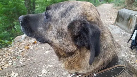 Lady the rescue dog loves having her fur brushed