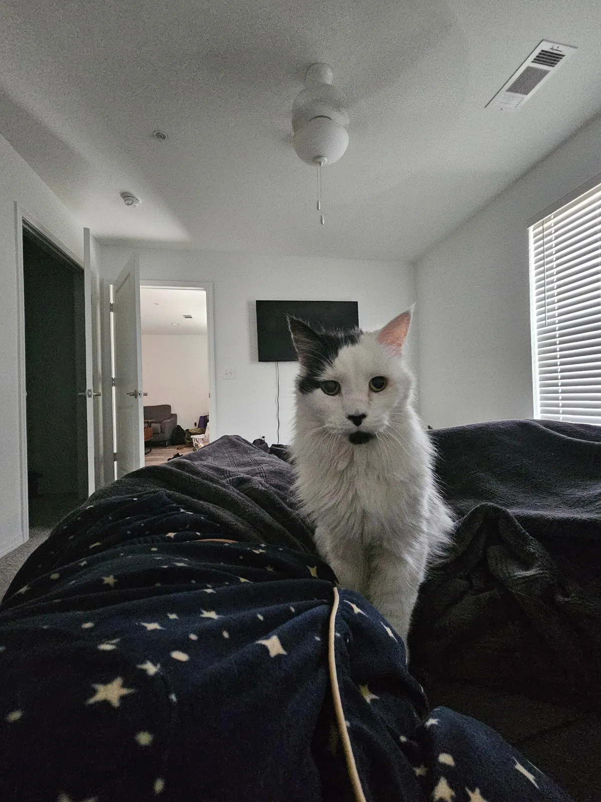 Tomorrow will be Bowies last day. Wish him happy birthday