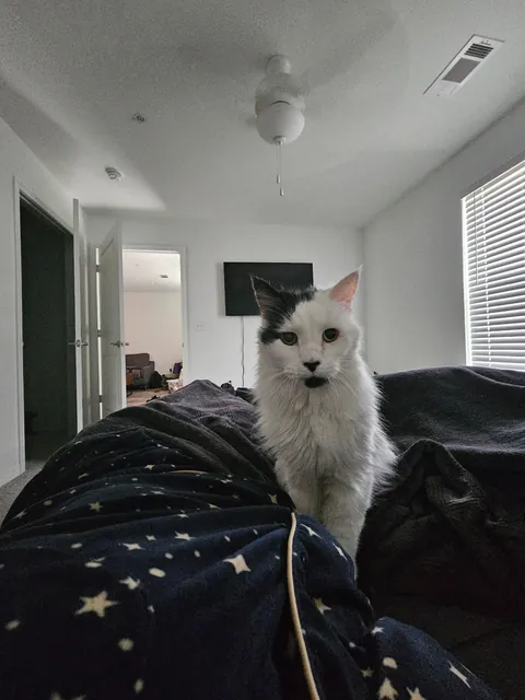 Tomorrow will be Bowies last day. Wish him happy birthday