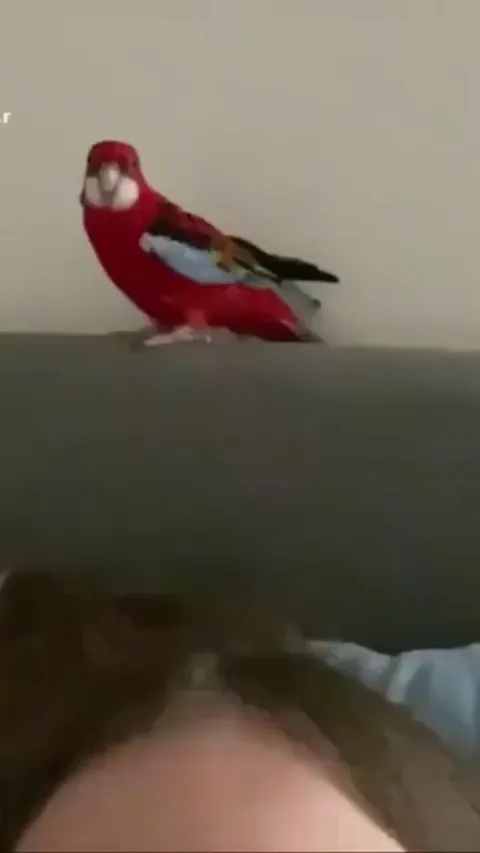 Bird won't stop singing old spice tune