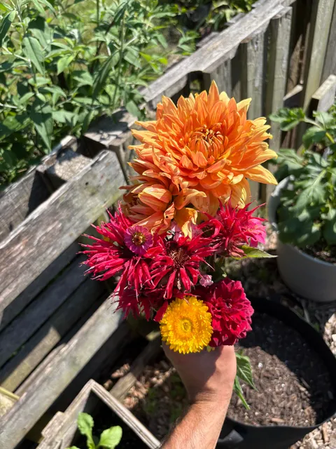 First year flower farm update