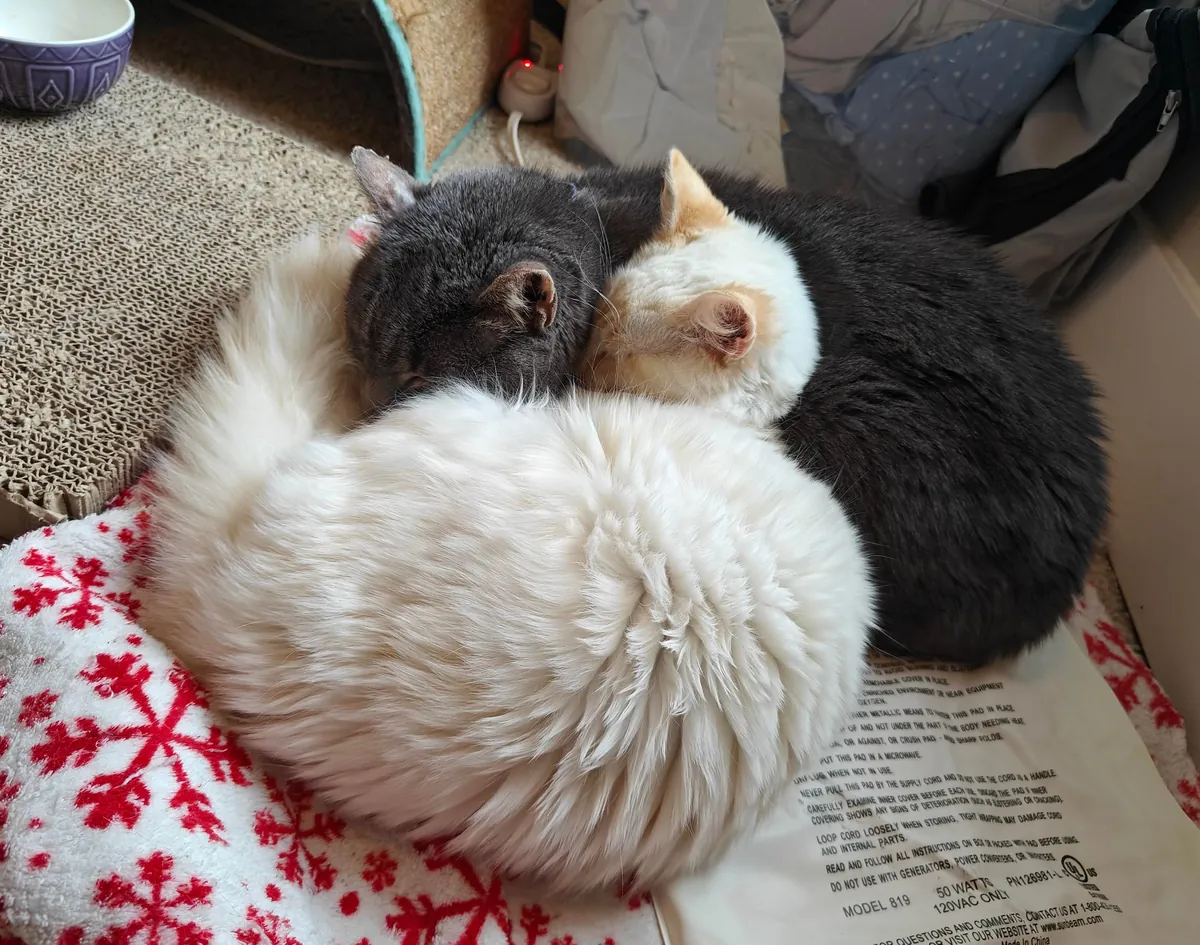 Adopters keep asking to split up bonded pair 