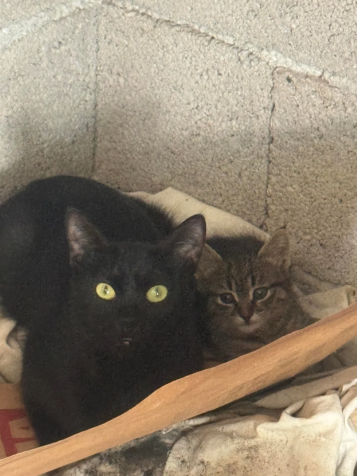 Some Istanbul cats I wanted to share