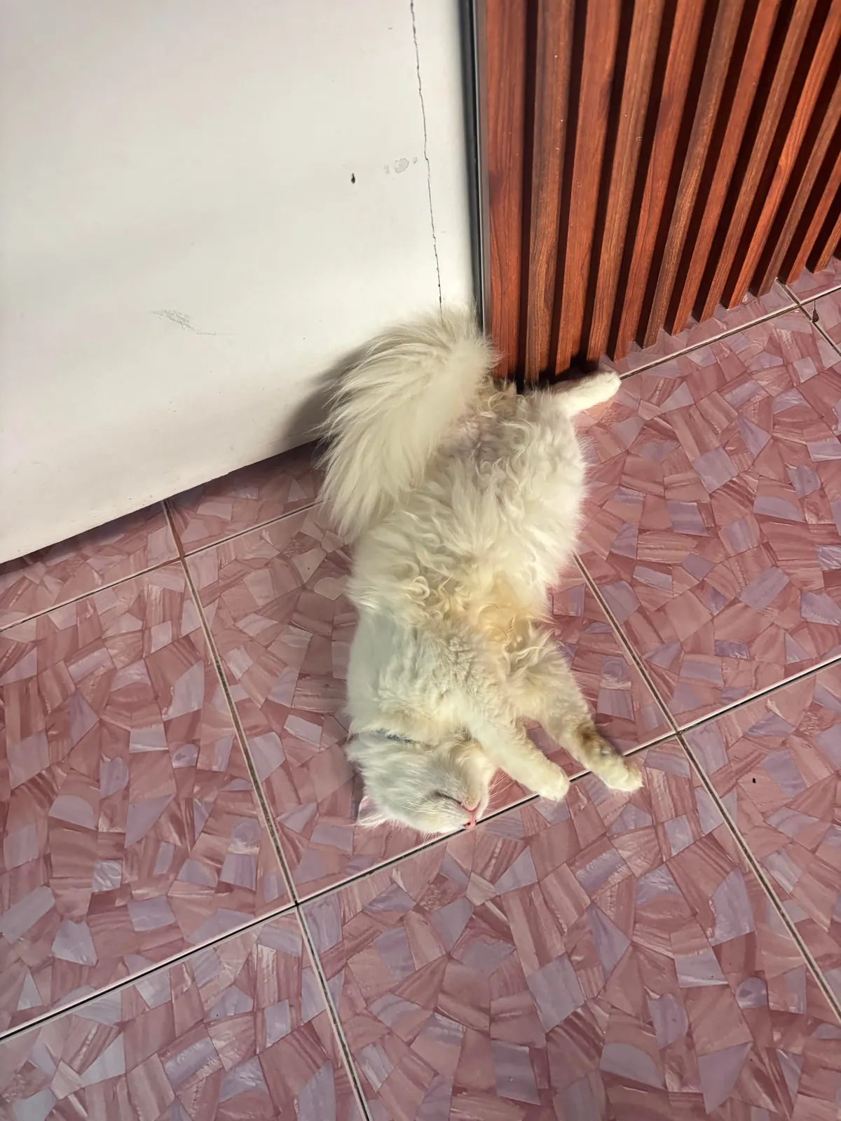 Happy 8 month birthday my yuki ❤️