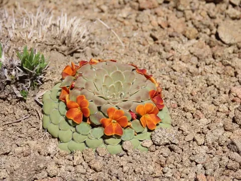 hello!! I'm going to show you these natural beauties!! They are in a protected park in the mountains!! We can't touch them but we can take photos of them!!