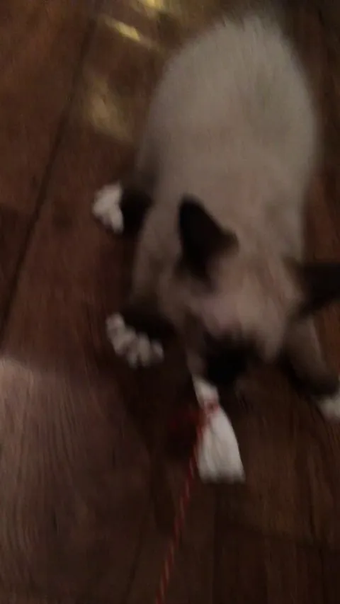 We got two cats, but I’m pretty sure one of them is a dog