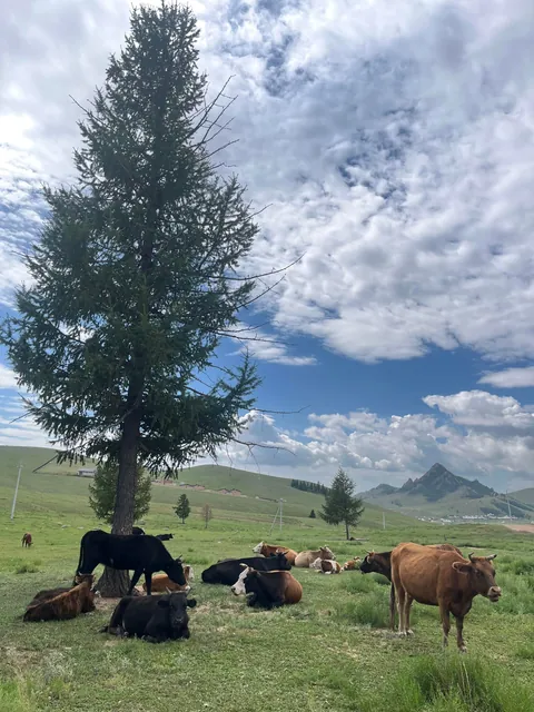 Pictures from my second trip to Mongolia (Summer 2025)
