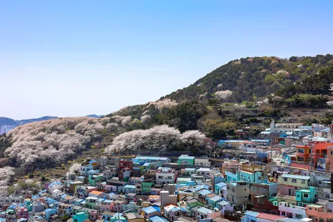 Sakura Busan April'25: A dream with cherry blossoms