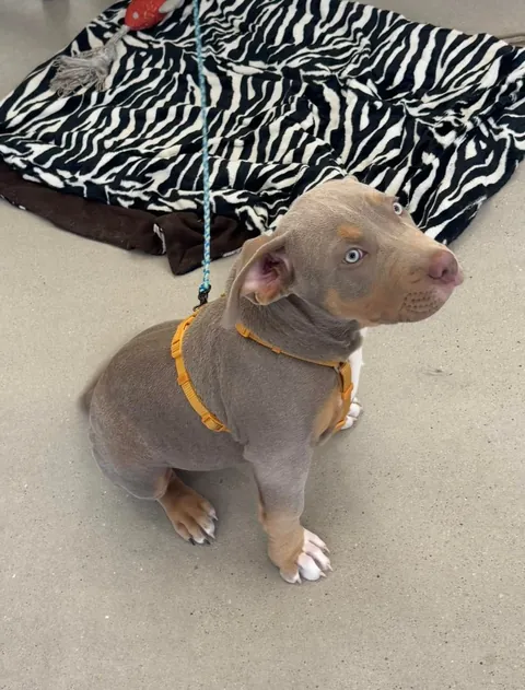 My office has an open dog policy