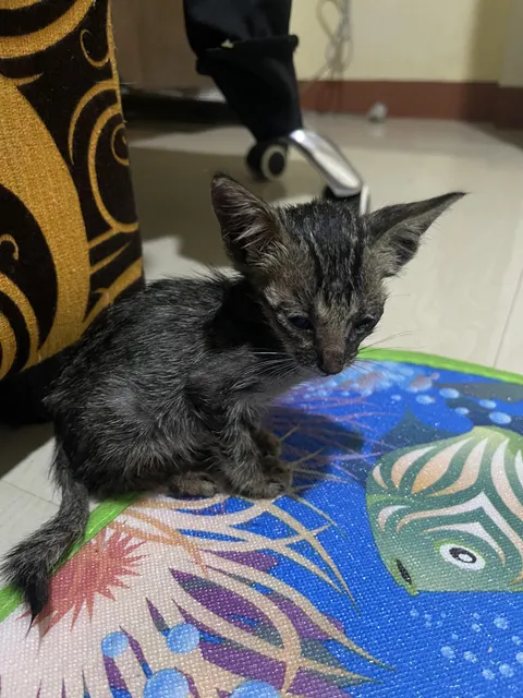 Found a skin and bones kitten