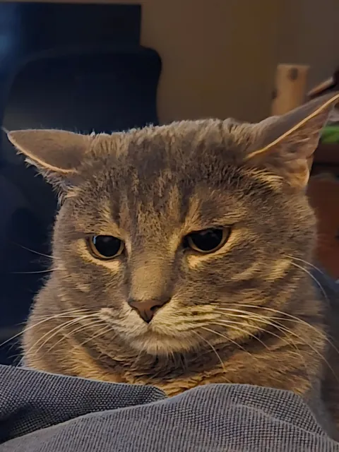 Prozac made my cat a whole different cat