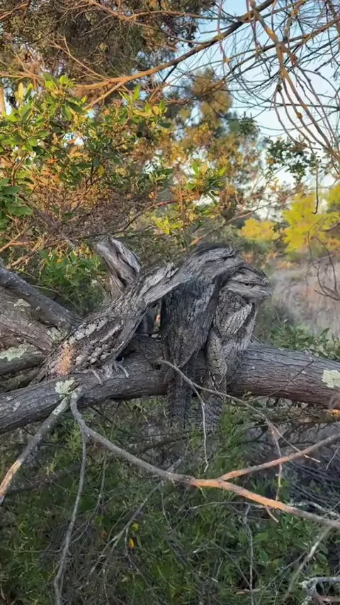 The Tawny Frogmouth