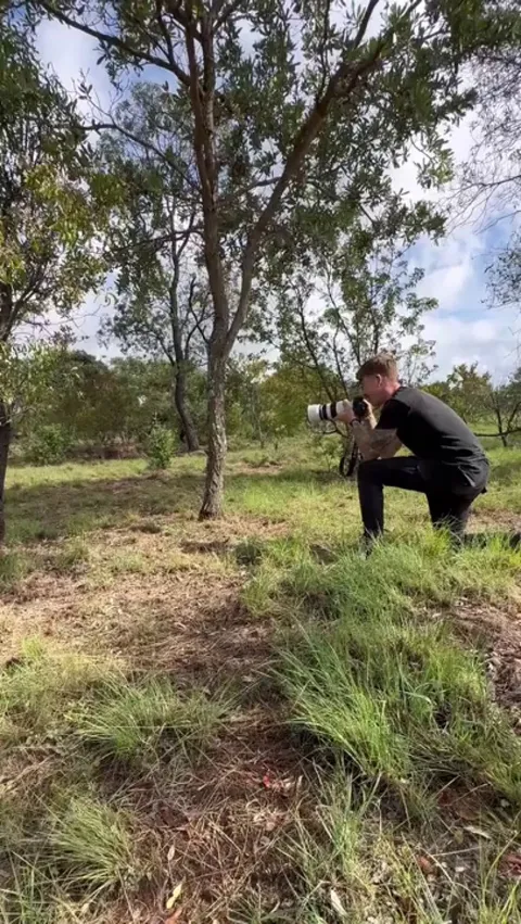 Friendly cheetah wants pets from a wildlife photographer