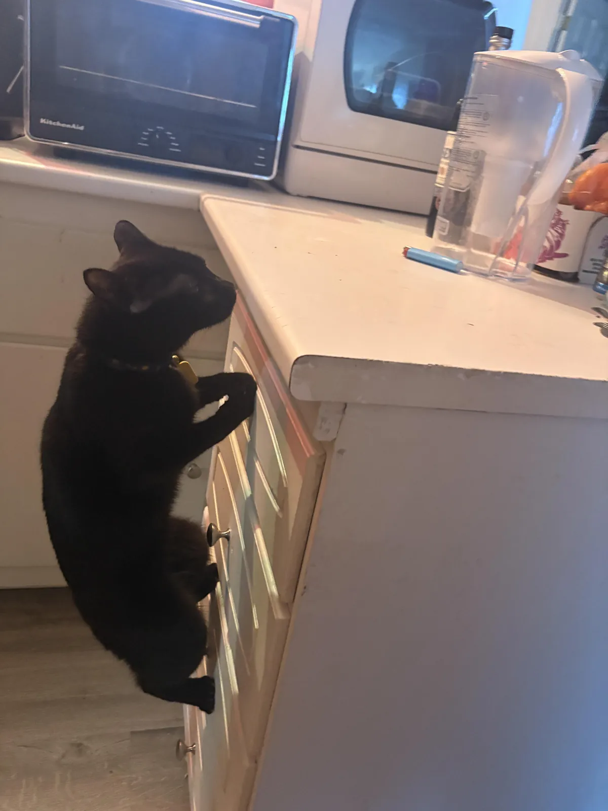 My evil child knows she isn’t allowed on the counter so she hangs off the side to lick it after I finish cooking