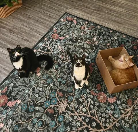 Cosmo’s ✨transformation✨