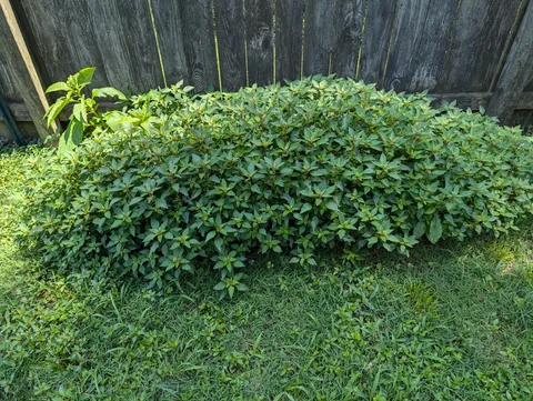 When your "wildflower seed mix" isn't viable and you end up nurturing random weeds.