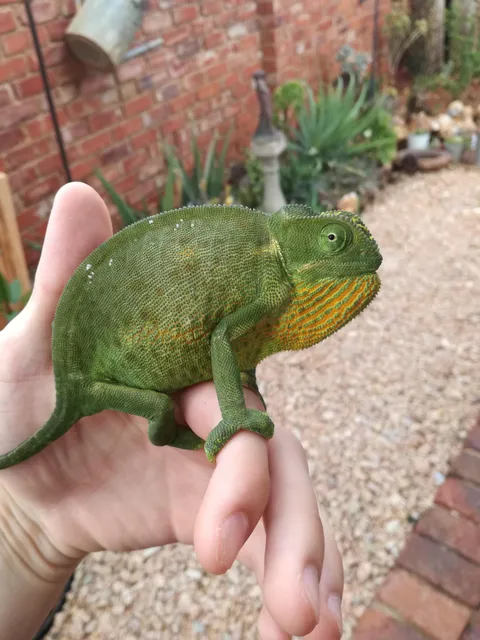 Found this little guy in my garden today