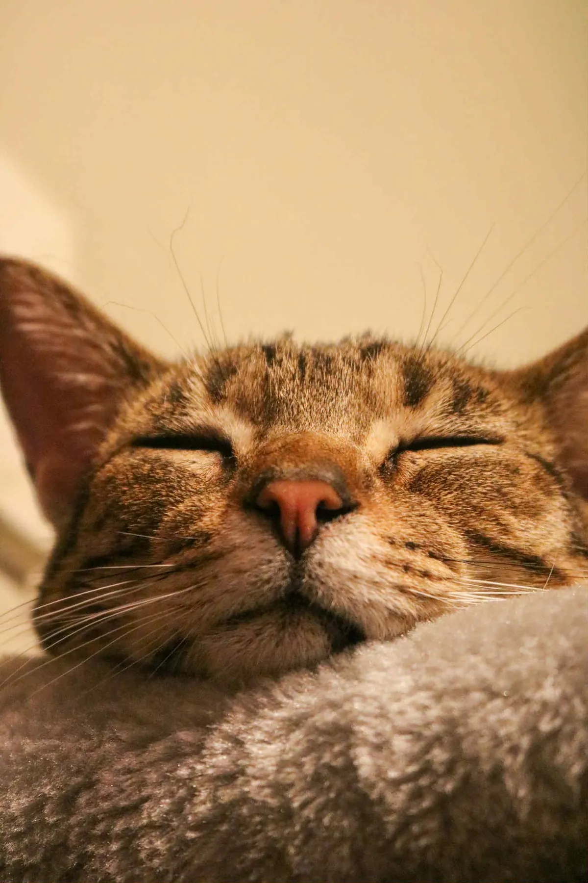 I wish I could sleep as hard as Gabagool does