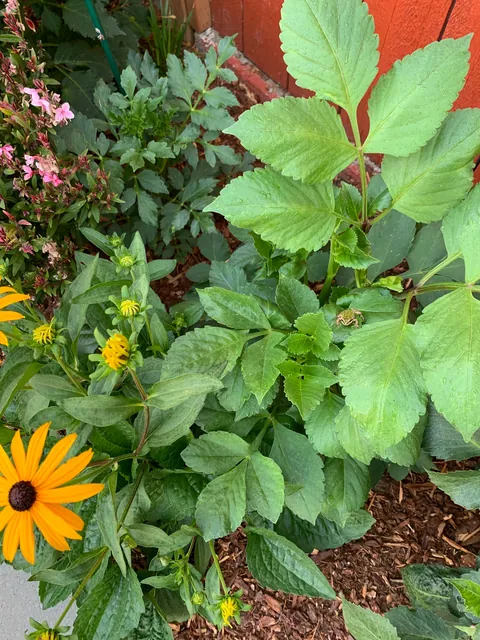 Attention all frogs ‼️ there’s a party in my garden and you’re invited 💌