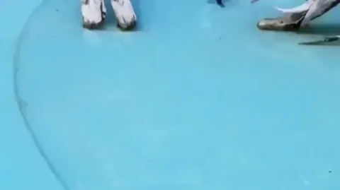 Penguin chasing a butterfly