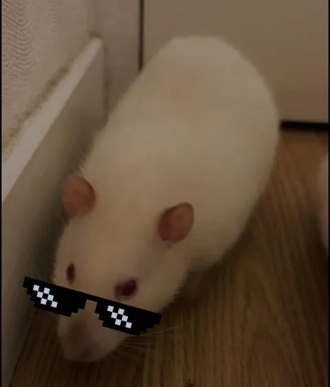 My boyfriend discovered that snap filters work on rats