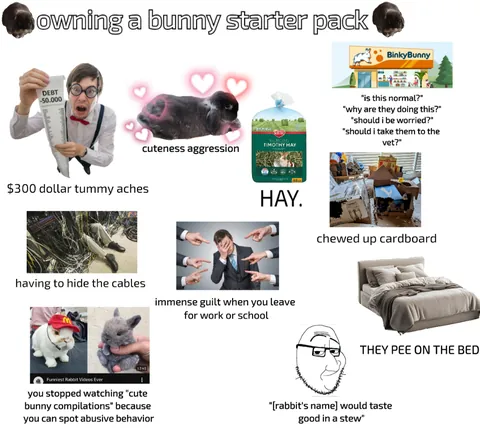 owning a bunny starter pack