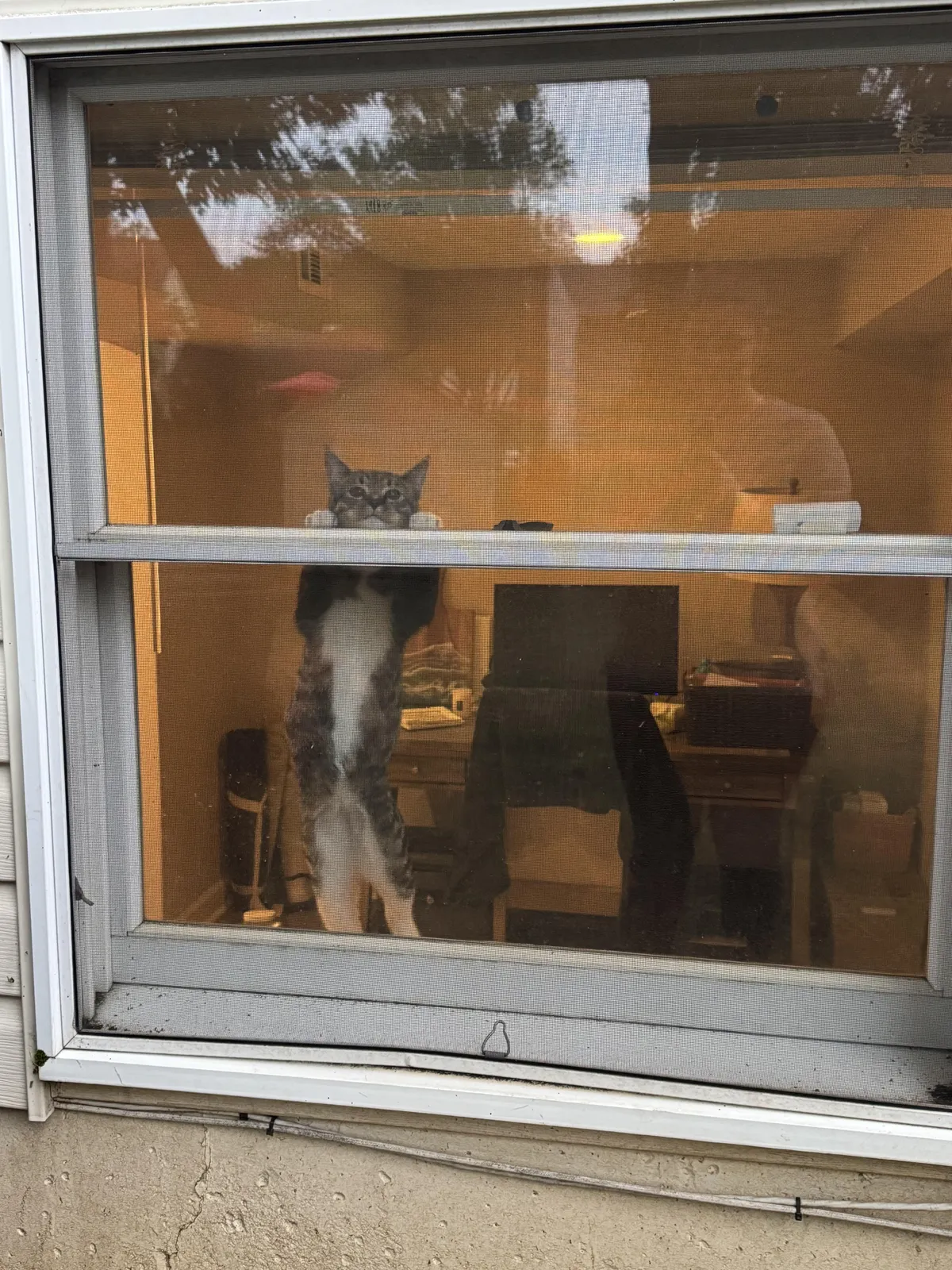 My cat saw me outside of the window