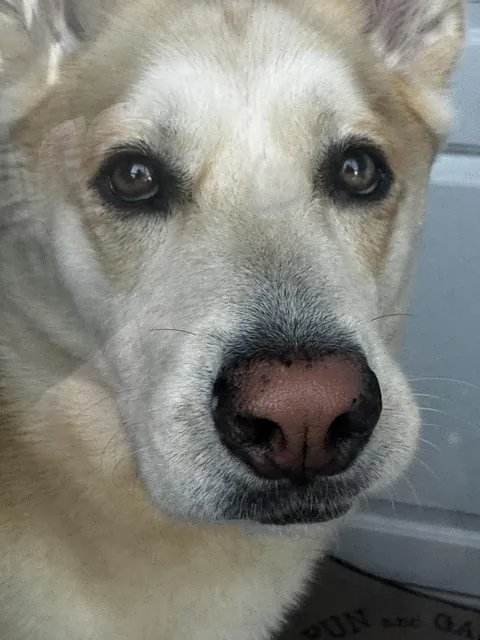 I didn’t let Biscuit on the roof—this was his reaction. Am I a monster?