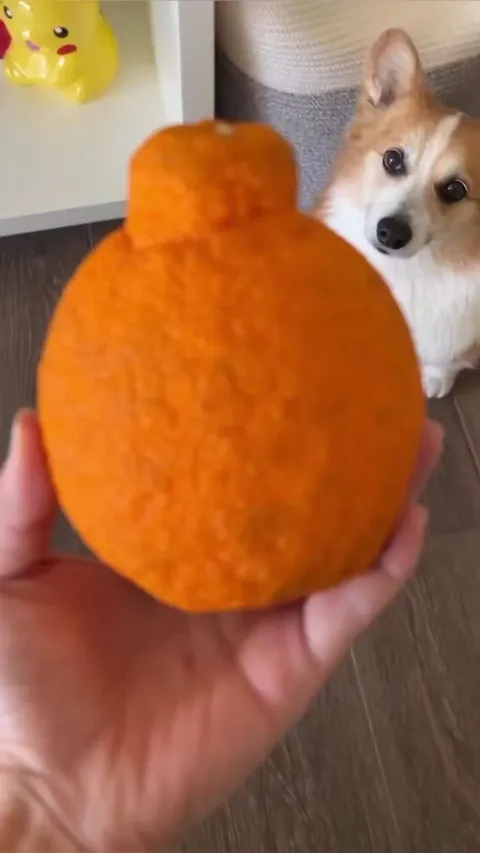 Sumo orange peel, perfectly sized for a Corgi hat