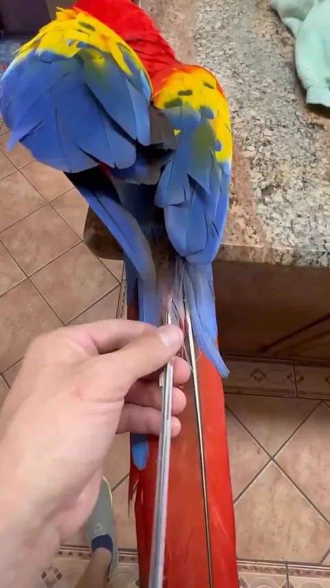 This is what it looks like when a bird gets a new feather