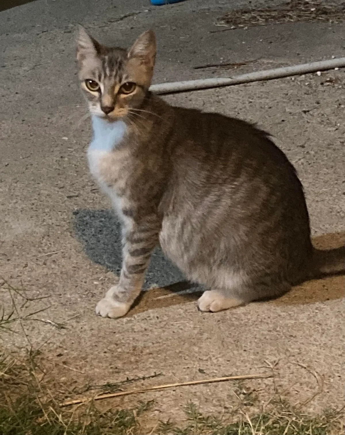 Pregnant stray followed me home so I guess now I’ll have grandkittens