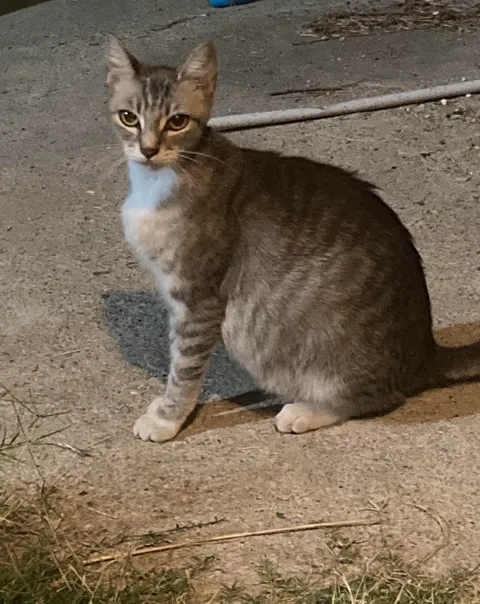 Pregnant stray followed me home so I guess now I’ll have grandkittens
