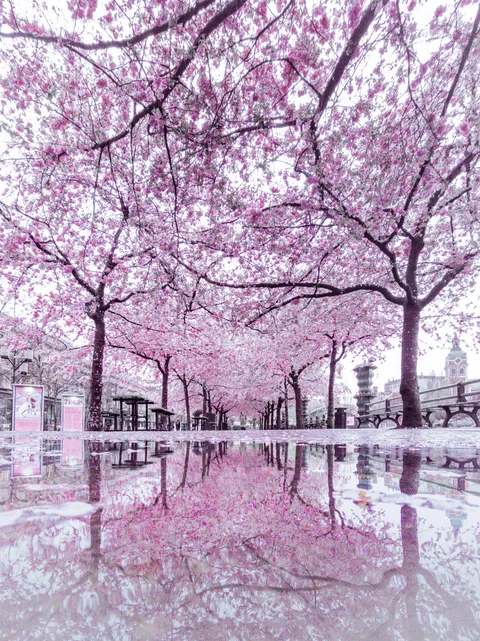 ITAP of some beautiful cherry blossoms