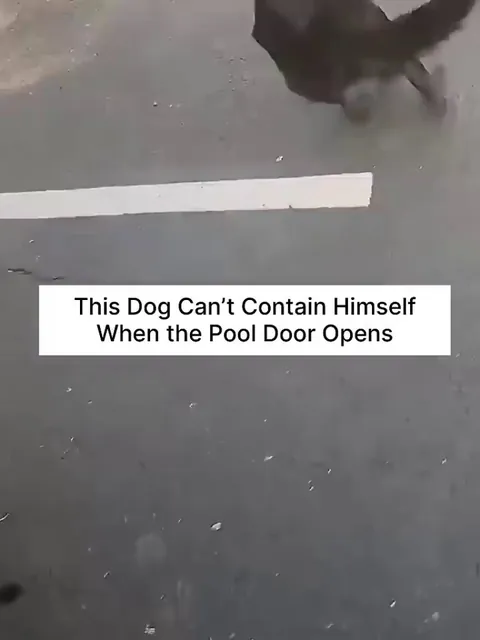 This dog couldn't contain himself