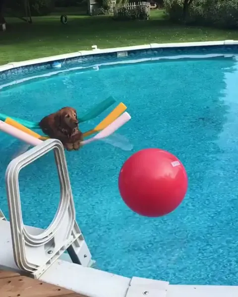 A normal day at the pool... RELAX