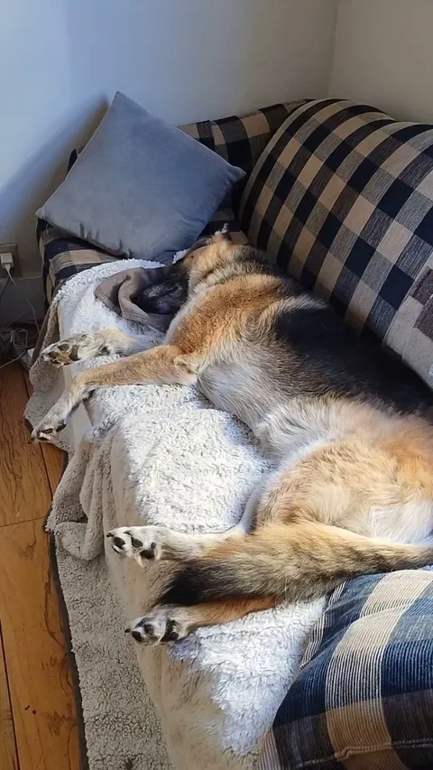 She's losing her hearing and doesn't often hear me come home from work, Hazel, 11 years young 