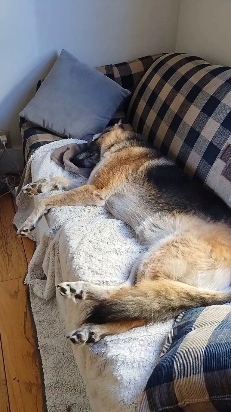 She's losing her hearing and doesn't often hear me come home from work, Hazel, 11 years young 