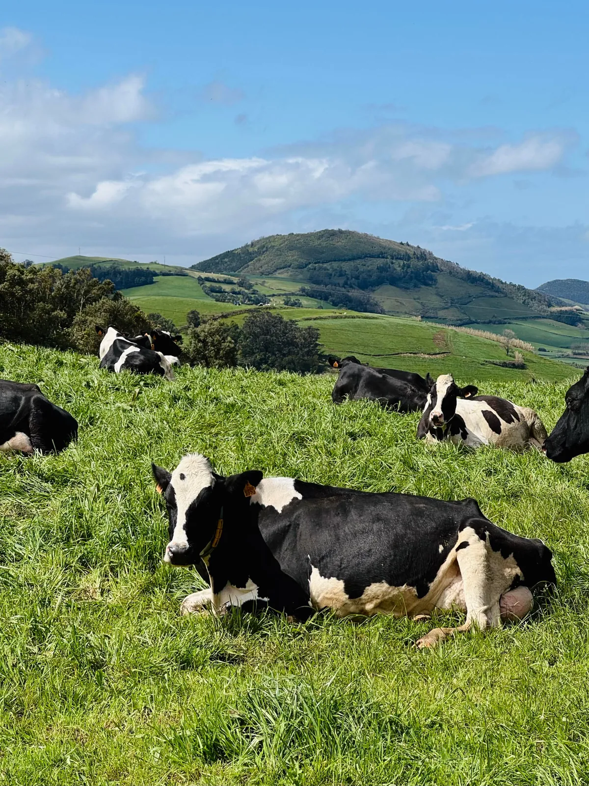 São Miguel, Azores (Portugal): A paradise for nature lovers