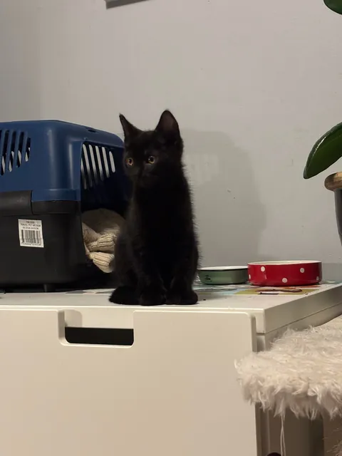 ”One void please! Could you do extra beans?”