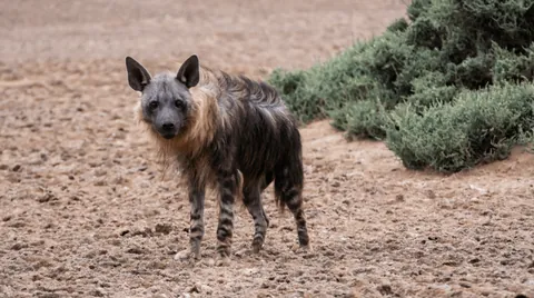 A few months ago, I hopped in my Renault Clio and took a month-long solo camping trip across Namibia.