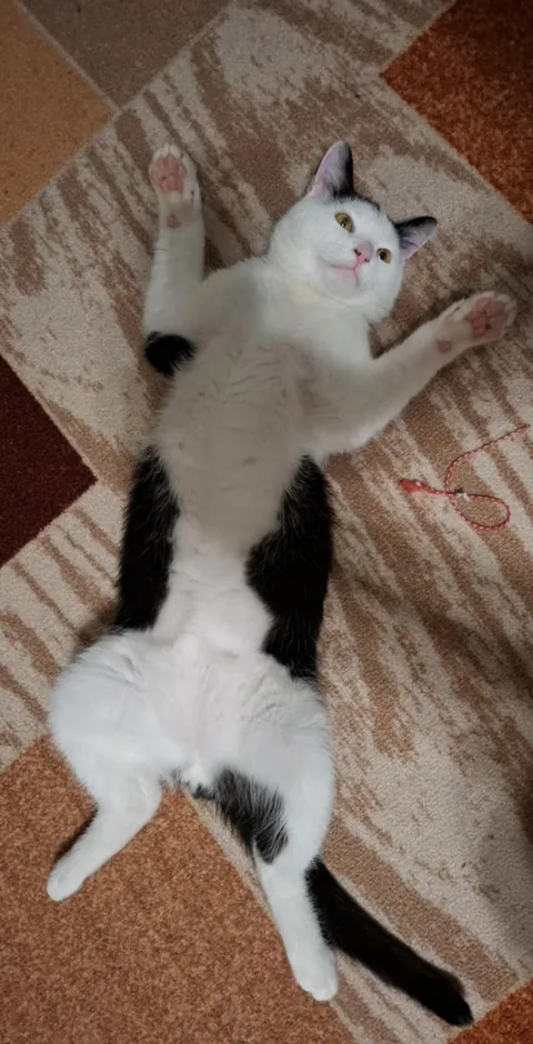 Sick, chewed up by dogs, lungs destroyed and given only a week to live when he was a kitten to being healthy and loved, meet my little fighter Kiki