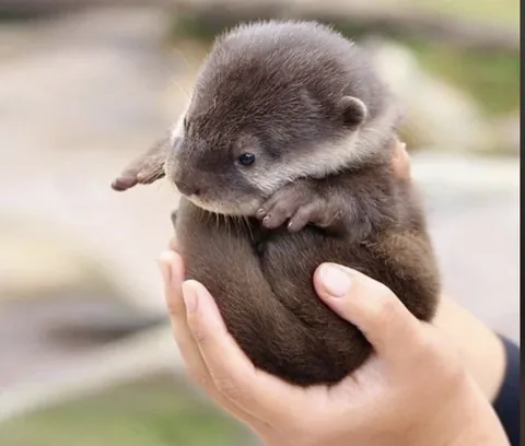 Baby Otter.  I mean...
