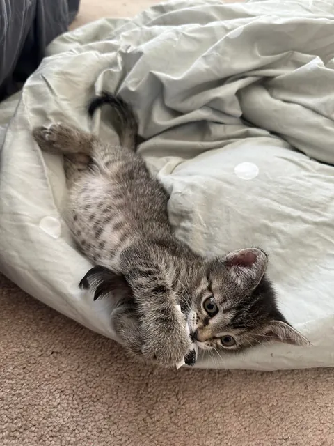 Just got a new kitten ❤️❤️ took 3 seconds to get my heart ❤️❤️